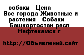 собаки › Цена ­ 2 500 - Все города Животные и растения » Собаки   . Башкортостан респ.,Нефтекамск г.